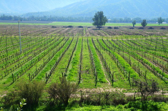 Valle de Casablanca